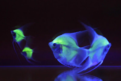fluorescent fish created in Taiwan