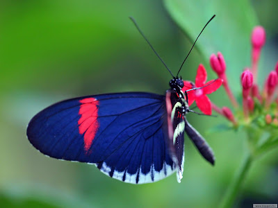 http://2.bp.blogspot.com/_5-bL7ihClJo/SPyuq_gUU_I/AAAAAAAAAYc/RebLygOntzc/s400/Butterfly.jpg
