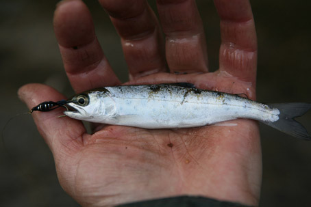 [IMG_4829-cherry_salmon_smolt.JPG]