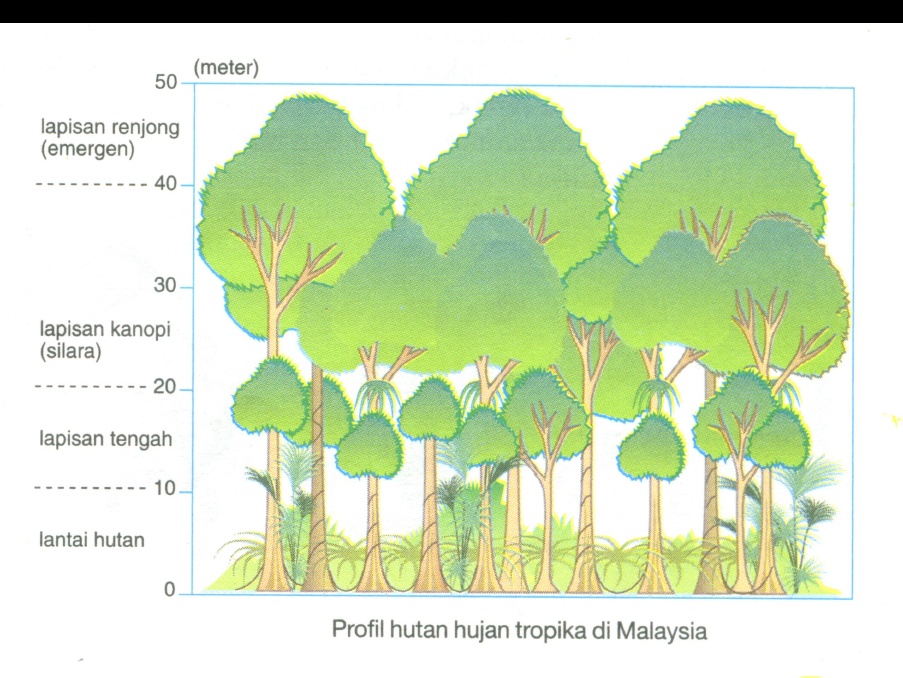 Lokasi Hutan Hujan Tropika Di Malaysia