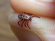 This is a male American Dog Tick (Dermacentor variabilis). (male american dog tick home)