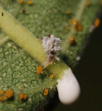 [Copy+of+Lacewing_larva-eat_aphid1.JPG]