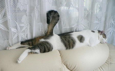 [funny+sleeping+cat17.jpg]