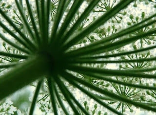 Queen Anne’s Lace