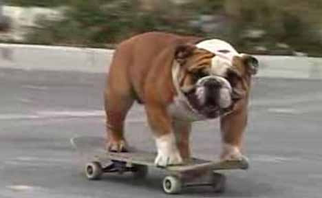[skateboarding_dog_2.jpg]