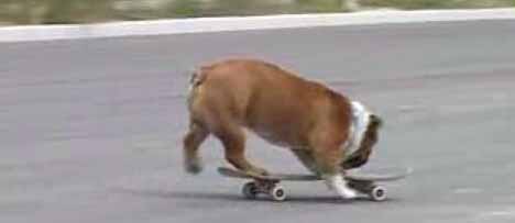 [skateboarding_dog_6.jpg]