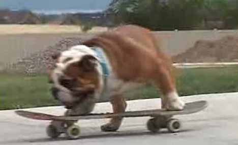 [skateboarding_dog_5.jpg]