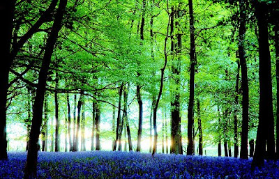 beautiful Blue Bells