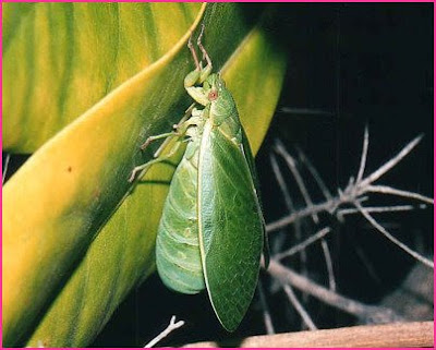 Top 12 Loudest Animals That Can Make You Deaf Top 12 Loudest Animals That Can Make You Deaf