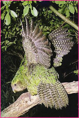 Top 12 Loudest Animals That Can Make You Deaf Top 12 Loudest Animals That Can Make You Deaf