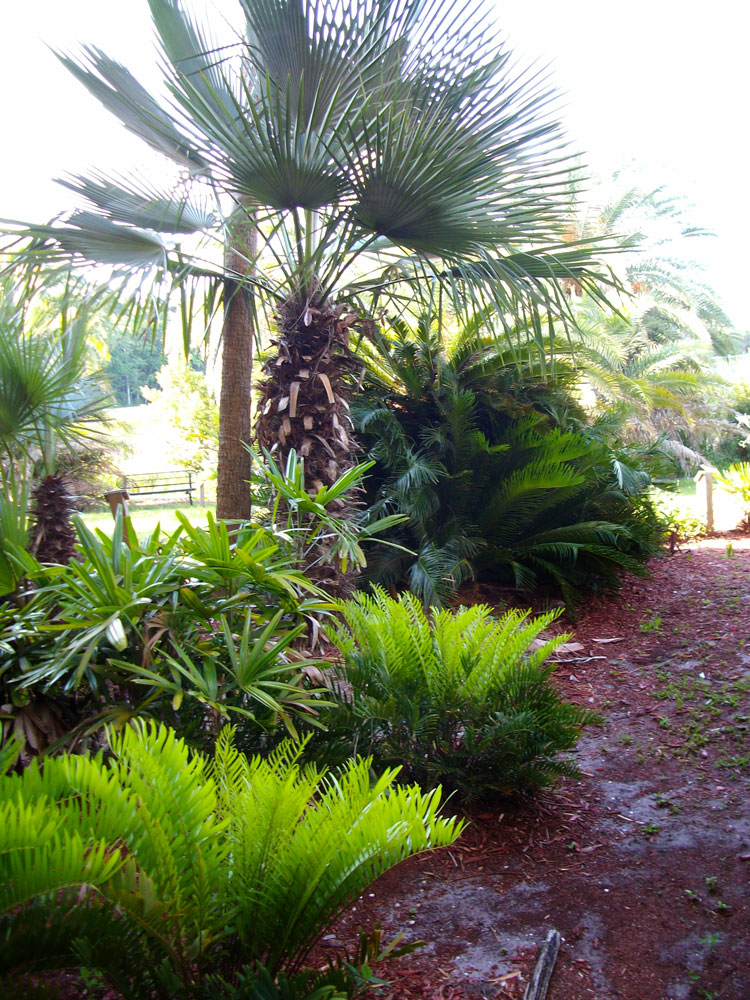 The Rainforest Garden Palm and Cycad Arboretum in Jacksonville