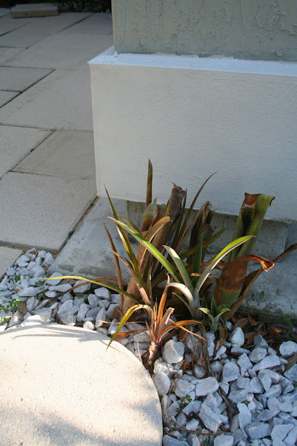 The Rainforest Garden: Tropical Plants in Jacksonville