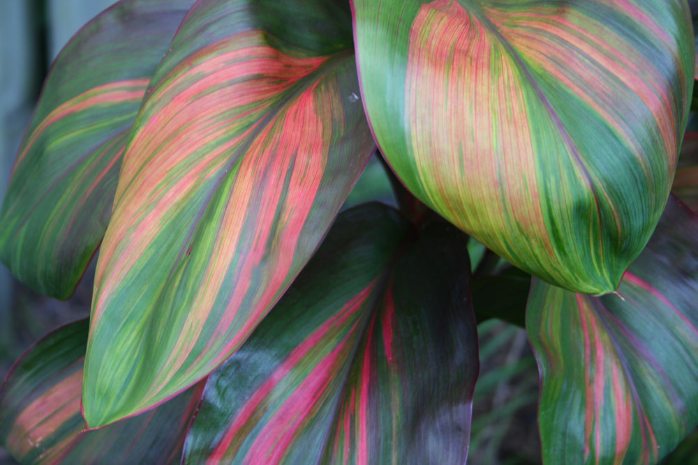 The Rainforest Garden Tropical Plants in Jacksonville