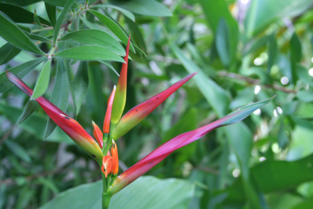 The Rainforest Garden Tropical Plants in Jacksonville