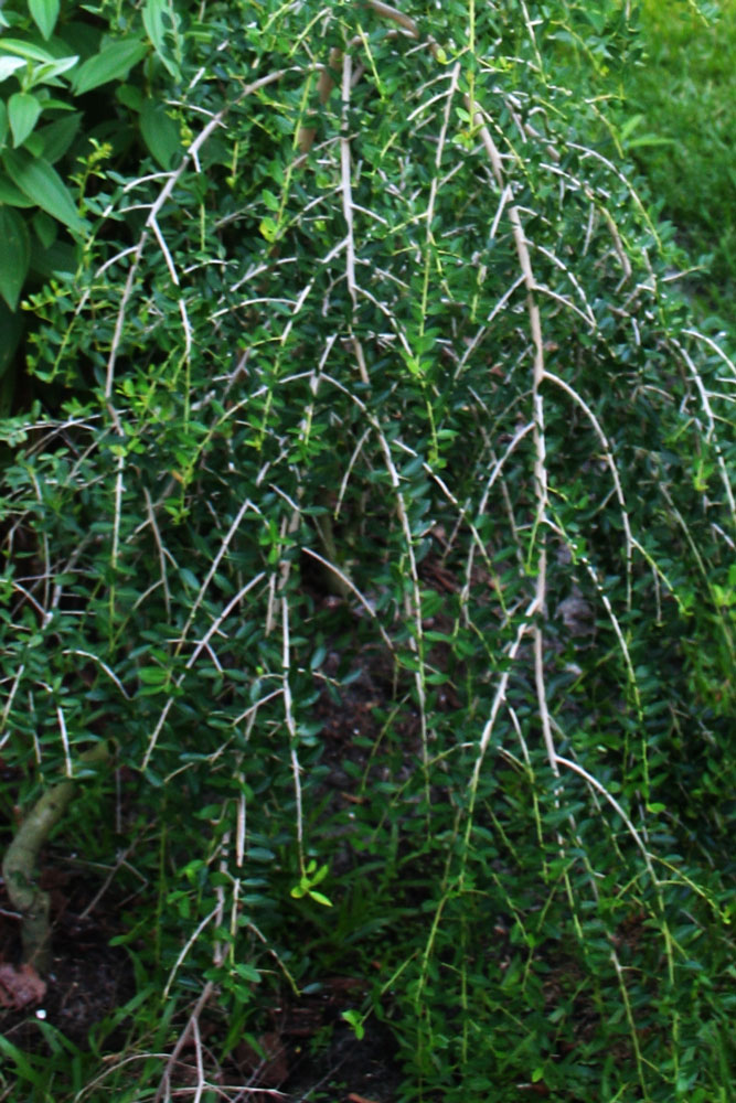 The Rainforest Garden Attracting Native Green Anoles to Your Garden