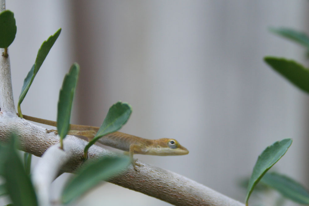 The Rainforest Garden Attracting Native Green Anoles to Your Garden