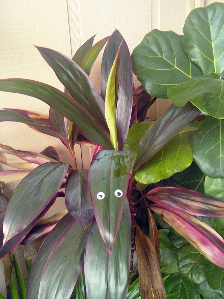 The Rainforest Garden I Put Googly Eyes on My Plants!