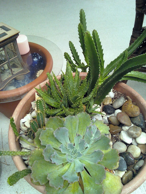 Succulent Looks Like Coral - 57 Types of Succulents With Names and Pictures