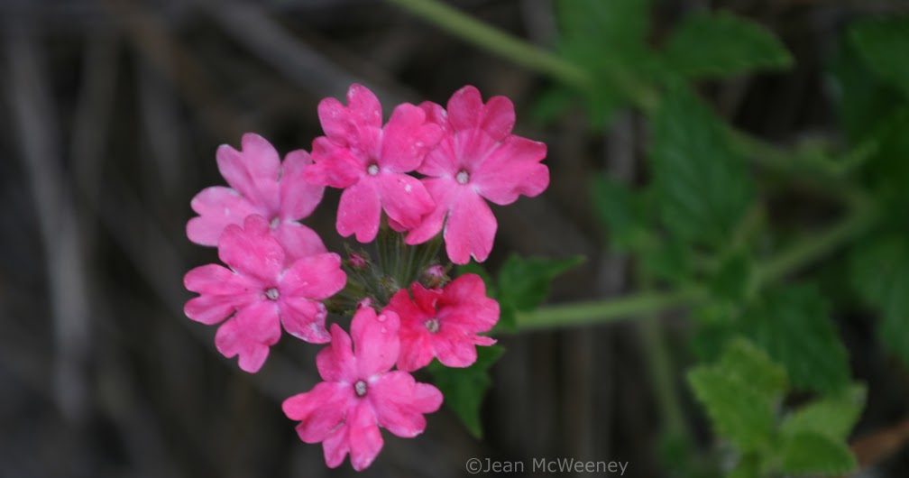 Colin Blogs Plants I M Growing First Blooms Monkey Flower