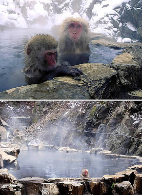 Air Panas Jigokudani Hot Springs, Jepang