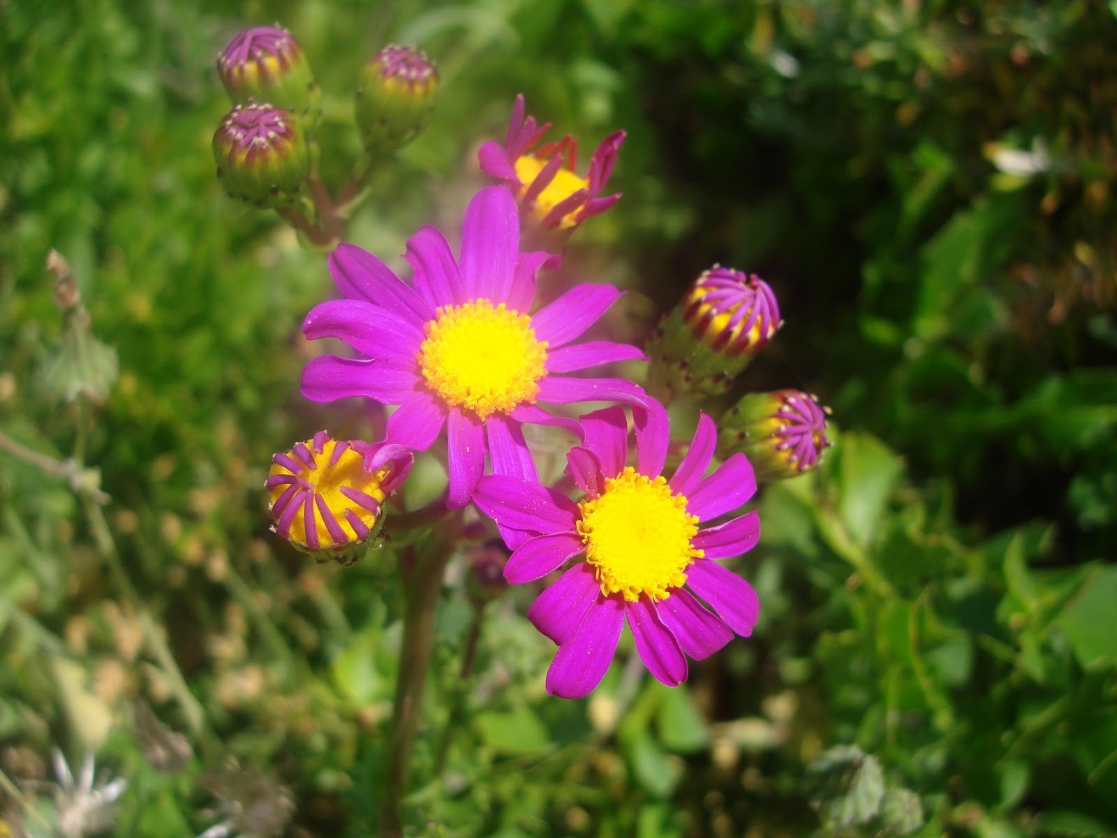 MySECRETCorner What's October's Birth Flower