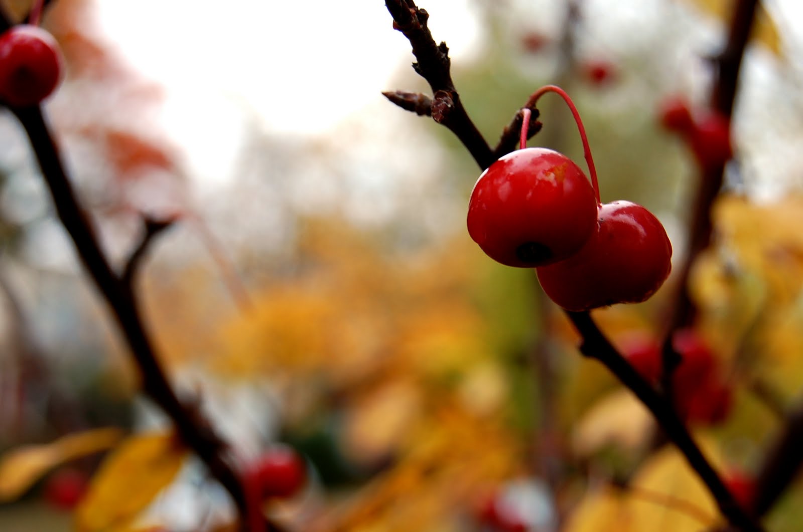 [fallberries.jpg]