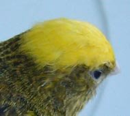 [casquetelizard.jpg]