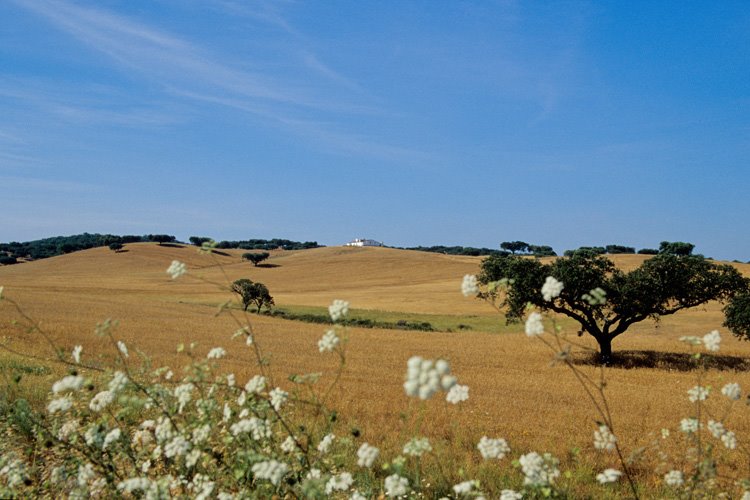 [Alentejo.jpg]