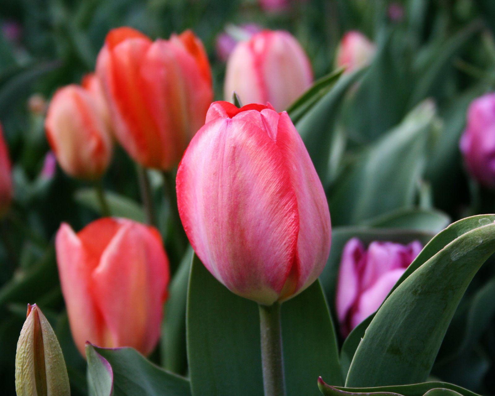 [tulips-9.jpg]