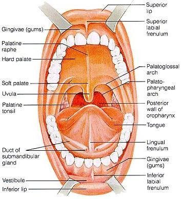 +herpes+symptoms+in+men herpes pictures men. +herpes+symptoms+in+men