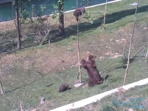 Mama Bear, Björk, is trying to mama bear cartoon. Mama Bear, Björk, is trying to