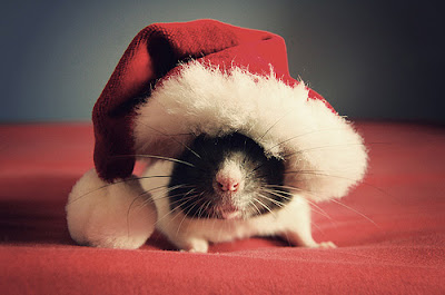 http://2.bp.blogspot.com/_58SjbER03C8/ShJwnEQBSCI/AAAAAAAAWhY/XwMyUBRe__Y/s400/christmas-rat.jpg