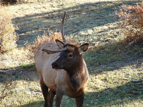 Strangest And Weirdest Animals-Faces