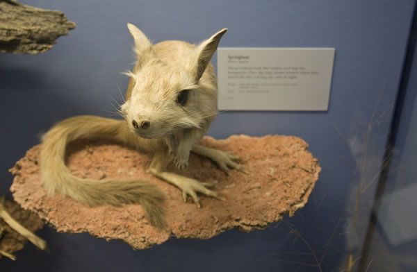 Strangest And Weirdest Animals-Faces