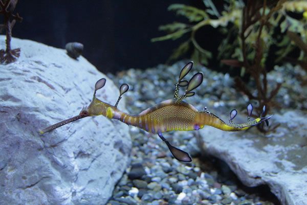 Strangest And Weirdest Animals-Faces