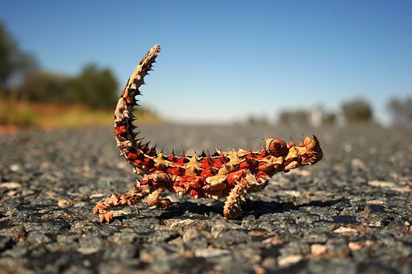 Strangest And Weirdest Animals-Faces