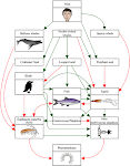 A Food Web