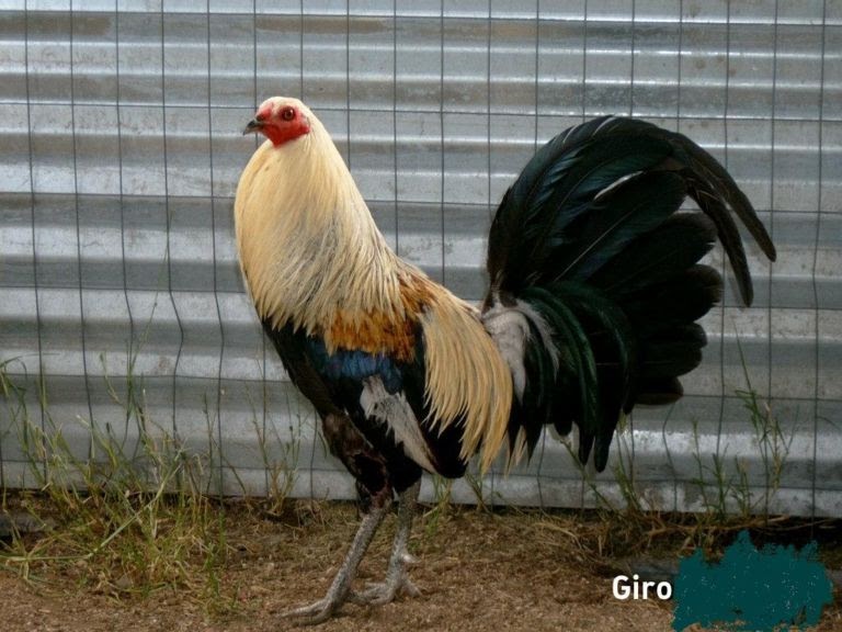 perras venezolanas gallo negro perras venezolanas gallo negro