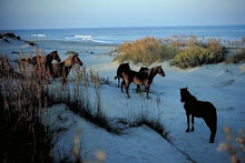 The Pristine Natural Beauty of the Outer Banks, NC