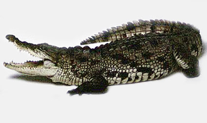 [croc.JPG]