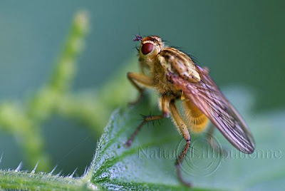 ici un mâle de mouche à merde