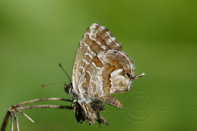 Brun des pélargoniums