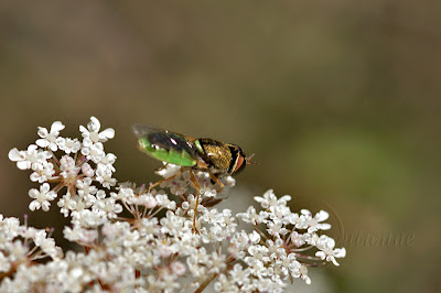 Odontomyia sur carotte sauvage