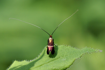 Adela ardrovandella