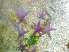 Sea Stars