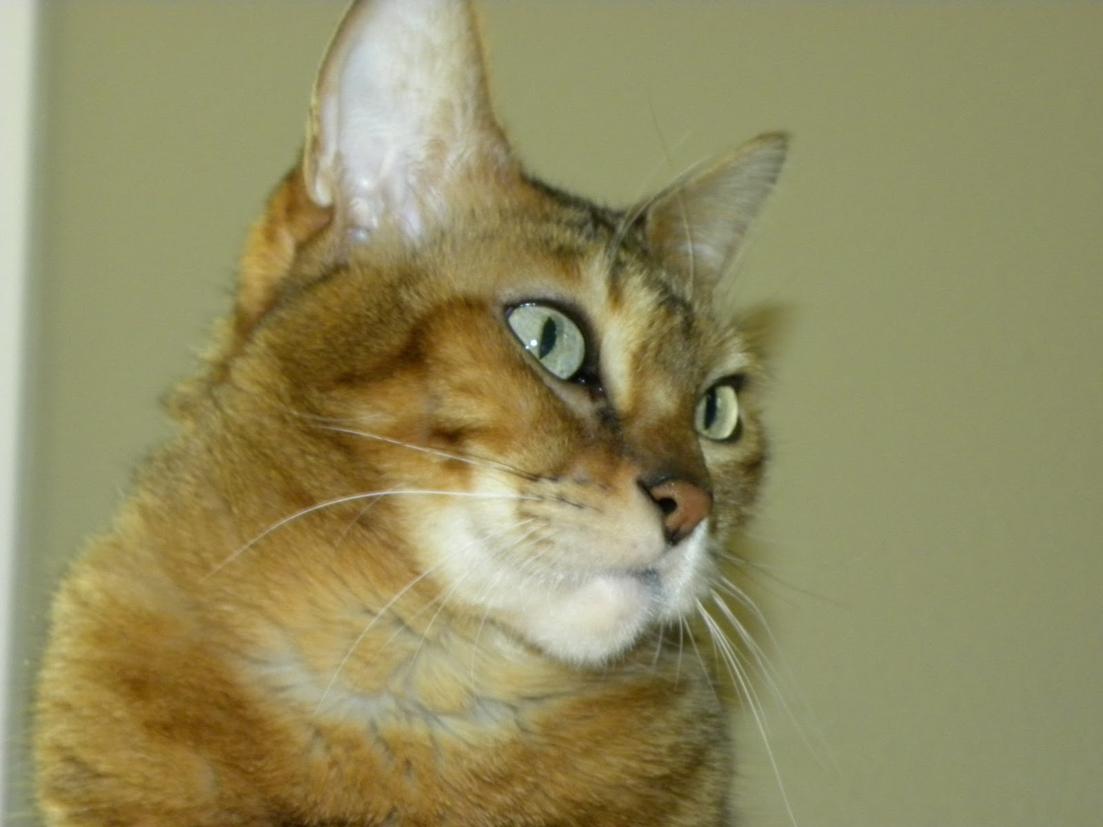 My Northwest Experience Bad Kitty Has Paper Fetish