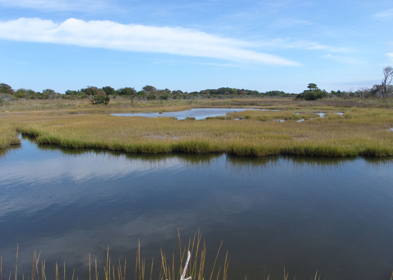 [Marsh-Assateague.jpg]