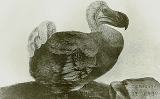 rencontre mascareigne reunion