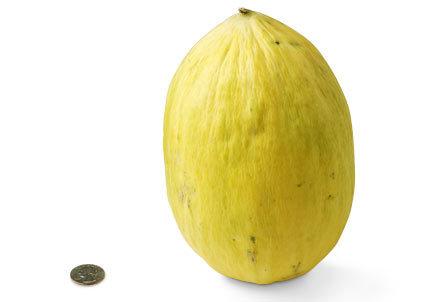 [36-crenshaw-melon.jpg]