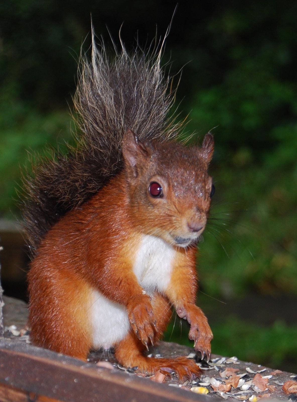 [Blog+red+squirrel.jpg]